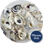 8946-P1 - Sea Washed - Oyster Shells - Project Pack
